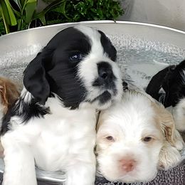 Cocker Spaniels from Swift Creek Cocker Spaniels
