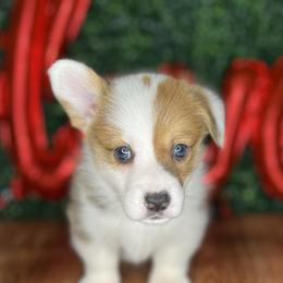 Highland-Mismark - White and red female Pembroke Welsh Corgi puppy in Benton, Arkansas from High Cotton Corgis