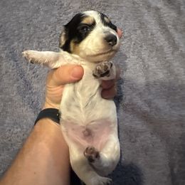 Dachshund Puppies from Creme de la Creme dachshunds