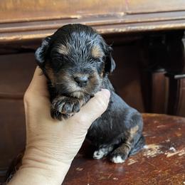 Sparkler - Tri-color female Bernedoodle puppy in Superior, Arizona from Mountain Bridge Doodles