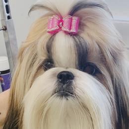 Adri - Shih Tzu