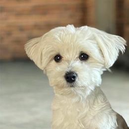 Vincenzo - Maltese