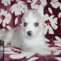 Simon - Merle male Pomsky puppy in Centerville, Iowa from LJ Kennels Pomskies, LLC