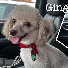Ginger - Poodle