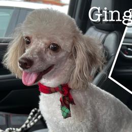 Ginger - Poodle