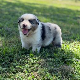 Skye AKC - Blue merle female Australian Shepherd puppy in Polk City, Florida from Skaky Shepherds
