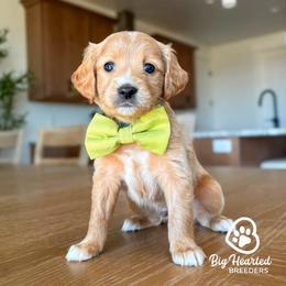 Fred - Cream male Goldendoodle puppy in Utah County, Utah from Big Hearted Breeders