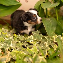 Ivy - Black tri female Toy Australian Shepherd puppy in Carlsbad, New Mexico from New Mexico Aussies
