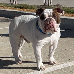 Bulldogs from Dallas Finest Bulldogs