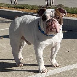 Bulldogs from Dallas Finest Bulldogs