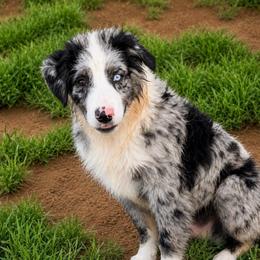 Tide - Blue merle male Australian Shepherd puppy in Mineral Wells, Texas from A6 Australian Shepards