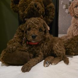 Simba - Red  male Goldendoodle puppy in Bristol, Tennessee from 4goldendoodles