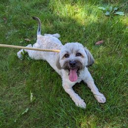 Unka - Havanese