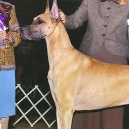 Bulldogs and Great Danes from Wil-Tor Bulldogs and Great Danes