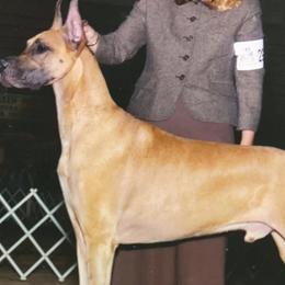 Bulldogs and Great Danes from Wil-Tor Bulldogs and Great Danes