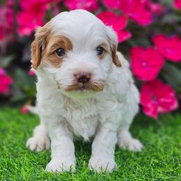 Boy - Blenheim male Cavapoo puppy in Salem, Missouri from Meadowbrook Poodles