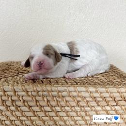 Cocoa Puff - Parti male Goldendoodle puppy in Crothersville, Indiana from Wischmeier’s Doodles