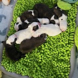 Bulldog puppies from Destiny Kennel