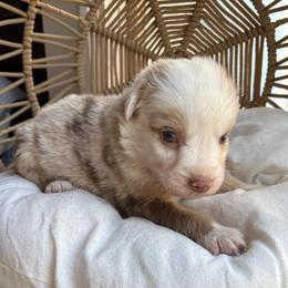 Daisy - Red merle female Australian Shepherd puppy in Grants Pass, Oregon from Carmel Mountain Aussies