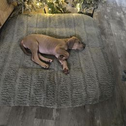 Fizzie - Blue female Great Dane puppy in Albany, Oregon from Red Cloud Australian Shepherds and DeGray Great Danes & Bulldogs