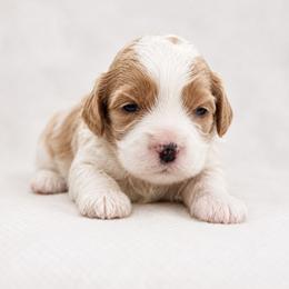 Charles - White male Cavapoo puppy in Hudson, Michigan from Haas Pawz