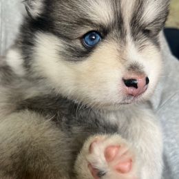 Lucy (I love Lucy theme) - Silver female Pomsky puppy in Rathdrum, Idaho from Smart Pomskies and Frenchies