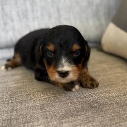 Boy 1 - Tri-color male Bernedoodle puppy in Spring Hill, Florida from Ohana Doodles