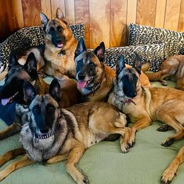 Belgian Malinois from Claudette Fischer's Belgian Malinois