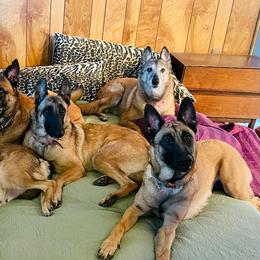 Belgian Malinois from Claudette Fischer's Belgian Malinois
