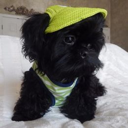 Shih Tzus from Shih Tzu Pizazz