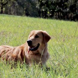Golden Retriever puppies from Stockford’s Golden Retrievers