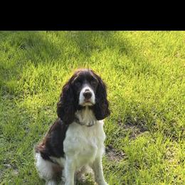 Luna - English Springer Spaniel