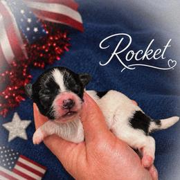 Rocket - White and sable male Papillon puppy in Coatesville, Indiana from Wendy’s Wings