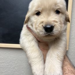 Golden Retriever Puppies from Sleepy Grove Goldens