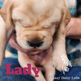 Girl 4 - Labrador Retriever puppy in Priest River, Idaho from Lazy Daisy Labs
