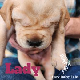 Girl 4 - Labrador Retriever puppy in Priest River, Idaho from Lazy Daisy Labs
