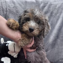 Adonis - Merle male Goldendoodle puppy in Austin, Texas from Doodles of Central Texas