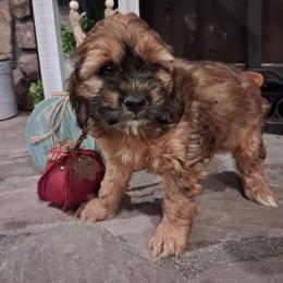 Harriet - Sable female Cockapoo puppy in Mena, Arkansas from Ouachita River Cockapoos
