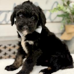 Mr. Lemonade - Tri-color male Bernedoodle puppy in Hegins, Pennsylvania from Bubbling Springs Doodles, LLC