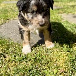 Casanova - Blue merle male Aussiedoodle puppy in Grants Pass, Oregon from Woodwind Miniatures