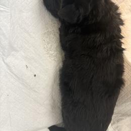 Boy 2 - Black male Newfoundland puppy in Riverside, California from Gentle Soul Newfoundlands