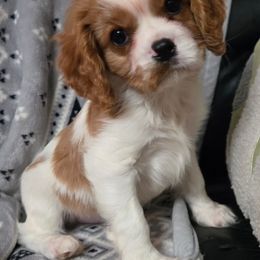 Oak - Blenheim male Cavalier King Charles Spaniel puppy in Wardville, Oklahoma from Lily of the Valley Cavaliers