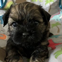 Shih Tzu Puppies from Riley Family Kennel