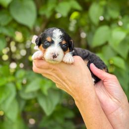 Tink - Tri-color female Bernedoodle puppy in Bellville, Ohio from Bernedoodle Buddies