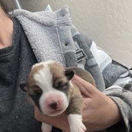 Girl 1 - Black and tan female Pembroke Welsh Corgi puppy in Chino Valley, Arizona from Blecker Kennel