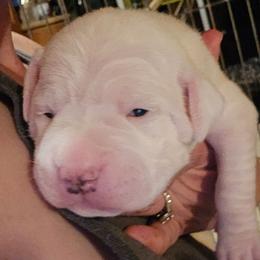 Peter - White male American Bulldog puppy in Abita Springs, Louisiana from Slumski's Bulldogs