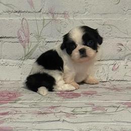 June - Black and white female Shih Tzu puppy in Shawnee, Oklahoma from Black Velvet Shih Tzu