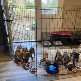Boxer Puppies from Raynen Boxers, LLC