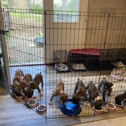 Boxer Puppies from Raynen Boxers, LLC