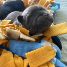 Bentley - Blue male Shih Tzu puppy in Wyoming, Michigan from Shih Tzu Shenanigans
